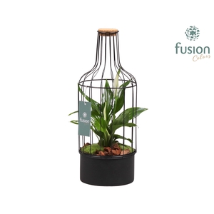 Fles metaal zwart Medium met Spathiphyllum