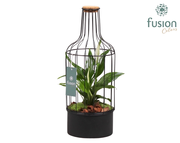 <h4>Fles metaal zwart Medium met Spathiphyllum</h4>