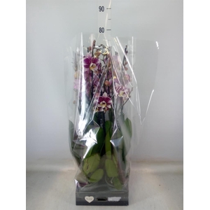 Phalaenopsis  'Ant Barcelona'