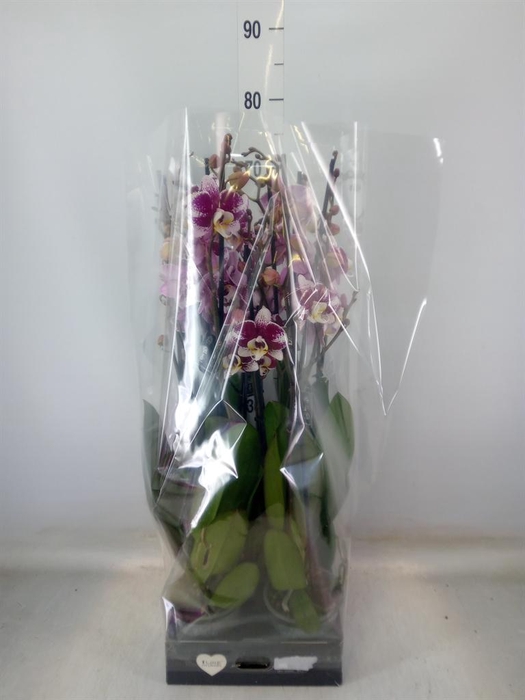 <h4>Phalaenopsis  'Ant Barcelona'</h4>