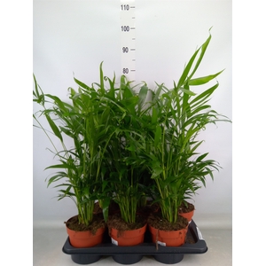 Chamaedorea cataractarum