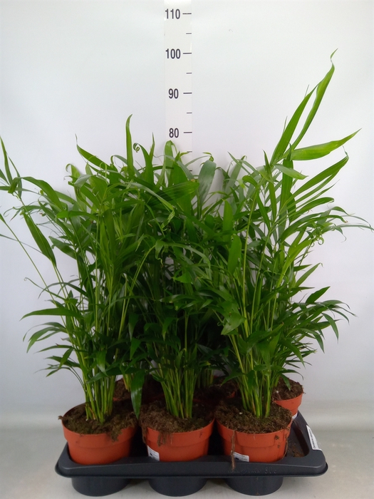 <h4>Chamaedorea cataractarum</h4>