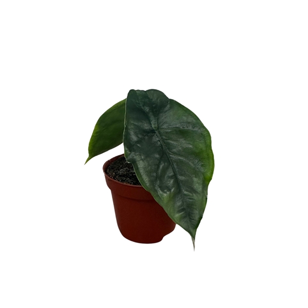<h4>Alocasia Het. Dragons Breath</h4>