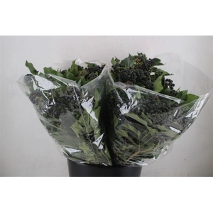 Hedera Berry 200gr P Bunch