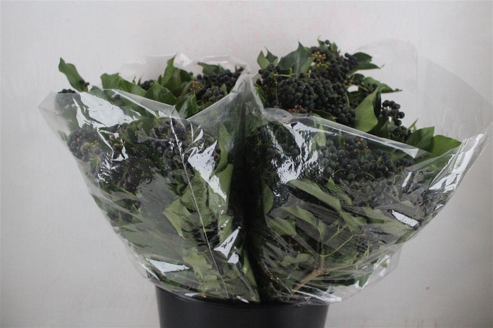 <h4>Hedera Berry 200gr P Bunch</h4>