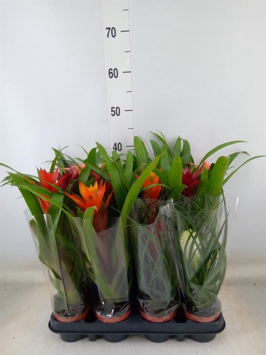 <h4>Bromelia ...mix</h4>