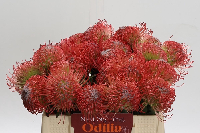 <h4>Nutans Ayoba Pink</h4>