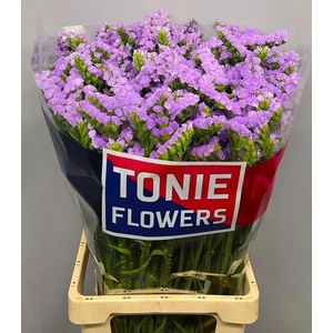 LIM S TONIE LAVENDER