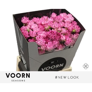 R Tr New Look Voorn Seasons
