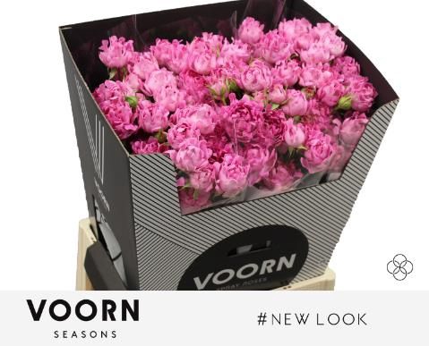 <h4>R Tr New Look Voorn Seasons</h4>