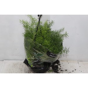 ASPARGO ALFINETE C21