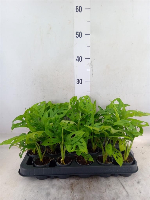 <h4>Monstera obliqua 'Monkey Mask'</h4>