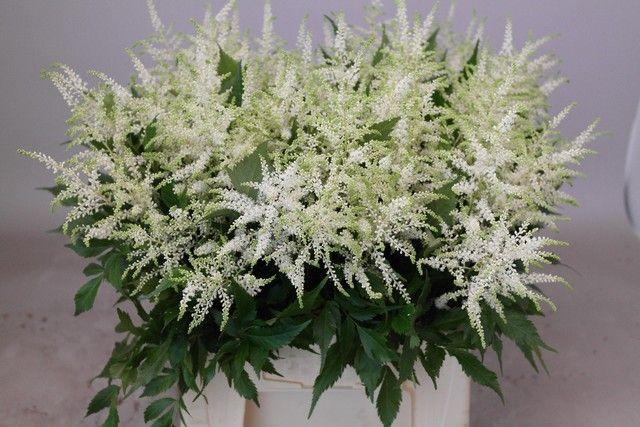 <h4>ASTIL JA WASHINGTON</h4>