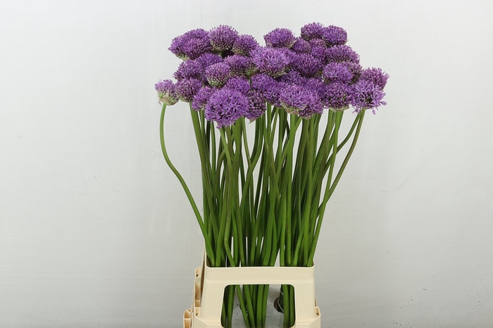 <h4>Allium Gladiator</h4>