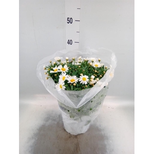 Argyranthemum   ...