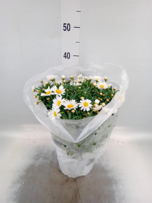 <h4>Argyranthemum   ...</h4>