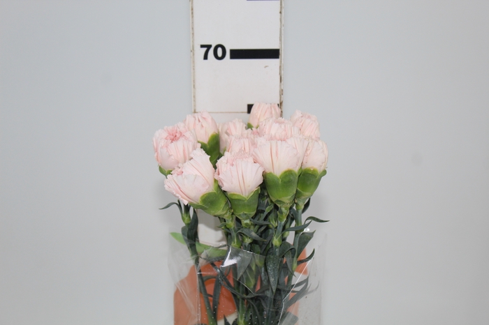 <h4>CRAVO HANOI 060 CM</h4>
