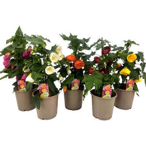 Abutilon P15 MIX