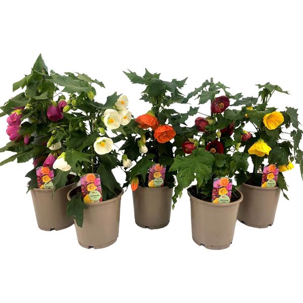 <h4>Abutilon P15 MIX</h4>