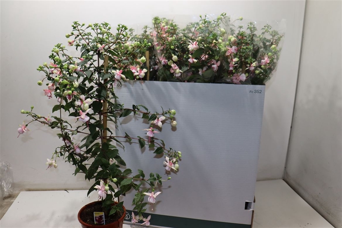<h4>Fuchsia Ov</h4>