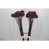 Allium Summer Drummer