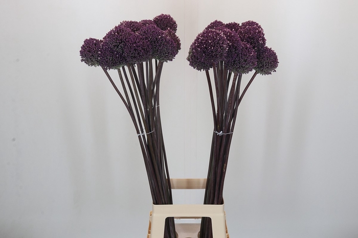 <h4>Allium Summer Drummer</h4>