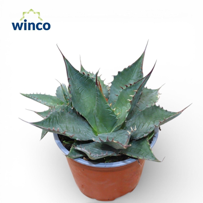 <h4>Agave Ferox</h4>
