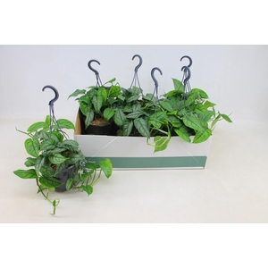 MONSTERA SILTEPECANA