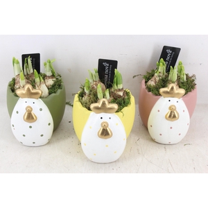 arr4 Narcis RN - Colorful chicken