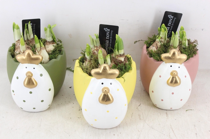 <h4>arr4 Narcis RN - Colorful chicken</h4>