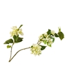 Bougainvillea White