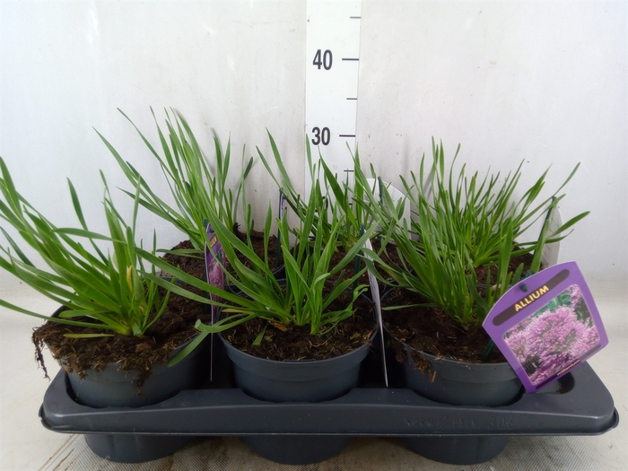 <h4>Allium   ...</h4>