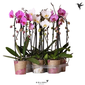Phalaenopsis Elegant Cascade