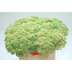 Sedum Spectabile