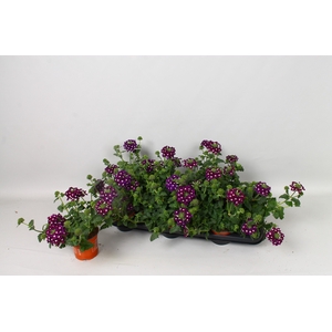 VERBE BLUES D VIOLET