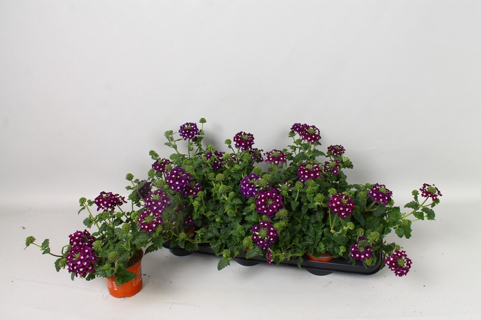 <h4>VERBE BLUES D VIOLET</h4>