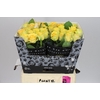 Rosa Gr Lemon Finess