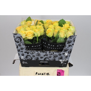 Rosa Gr Lemon Finess