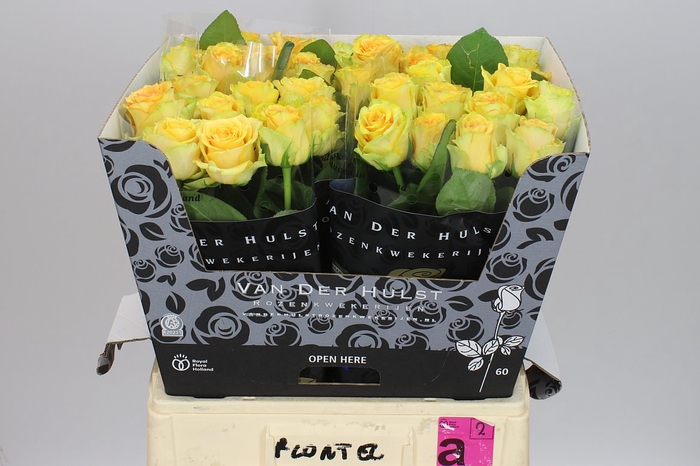 <h4>Rosa Gr Lemon Finess</h4>