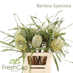 Banksia Speciosa