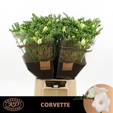 <h4>Fr En Corvette 23gr Ex [ Duinland ]</h4>