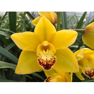 Cymb Mi Wishflor Leekade X15