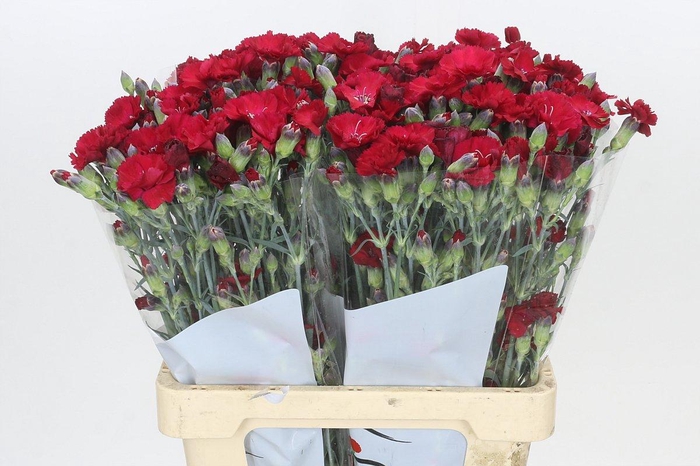 <h4>Dianthus Sp Solandis Passionfly</h4>
