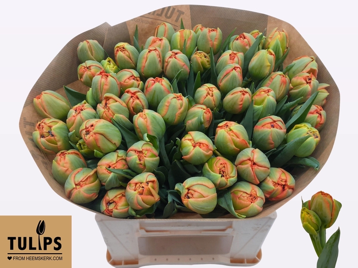 <h4>TU DU LIMERICK</h4>