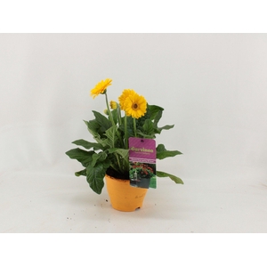 Gerbera XL Garvinea 4+ geel