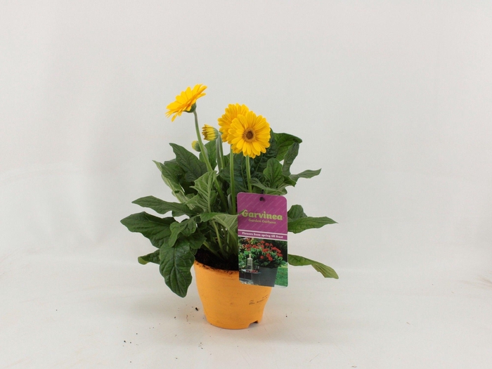 <h4>Gerbera XL Garvinea 4+ geel</h4>
