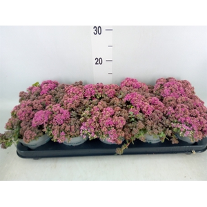 Sedum cauticola 'Lidakense'