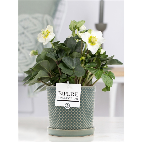 <h4>Helleborus n. Christmas Carol. Pure Lauren turquoise luxe keram.</h4>