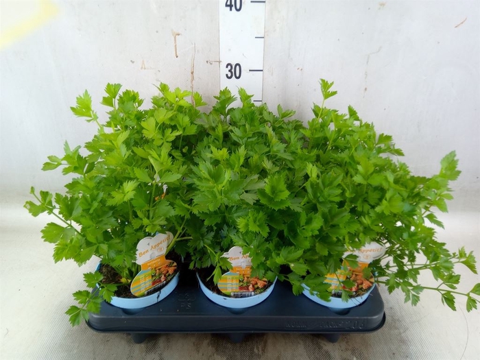 <h4>Apium graveolens</h4>