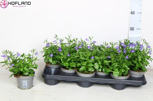 <h4>LOBE PURPLE STAR</h4>